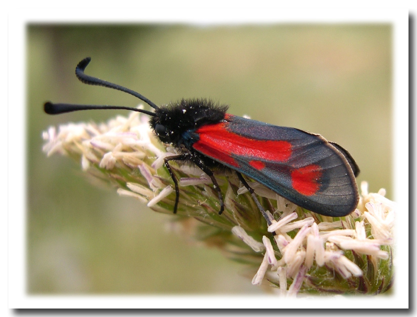 Zygaena punctum